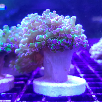 Frogspawn - Bi-Color