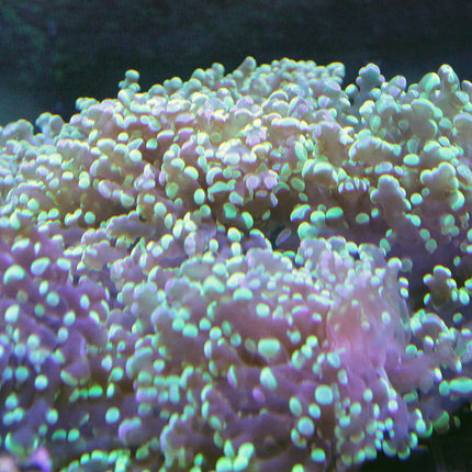 Frogspawn - Green Tip