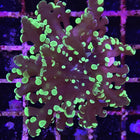 Frogspawn - Green Tip