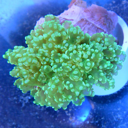 Frogspawn - Green Tip