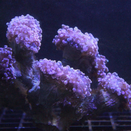 Buy Frogspawn - Purple at www.jlaquatics.com