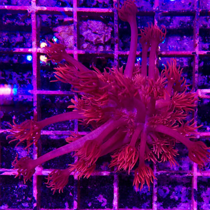 Goniopora - A Grade Red