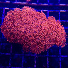 Goniopora - A Grade Red