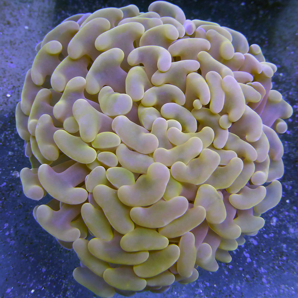 Hammer - Gold Branching