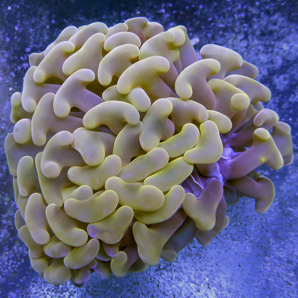 Hammer - Gold Branching