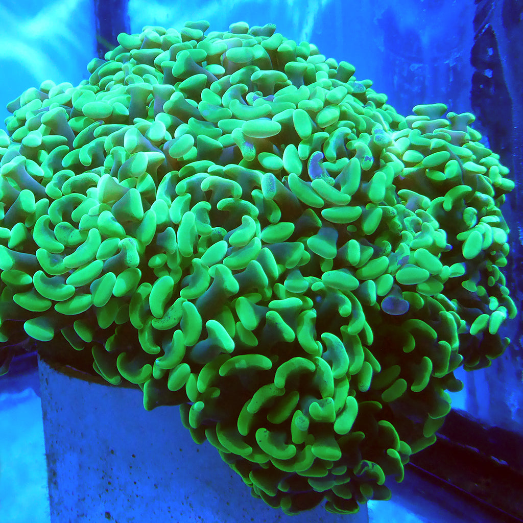 Hammer - Toxic Green Branching