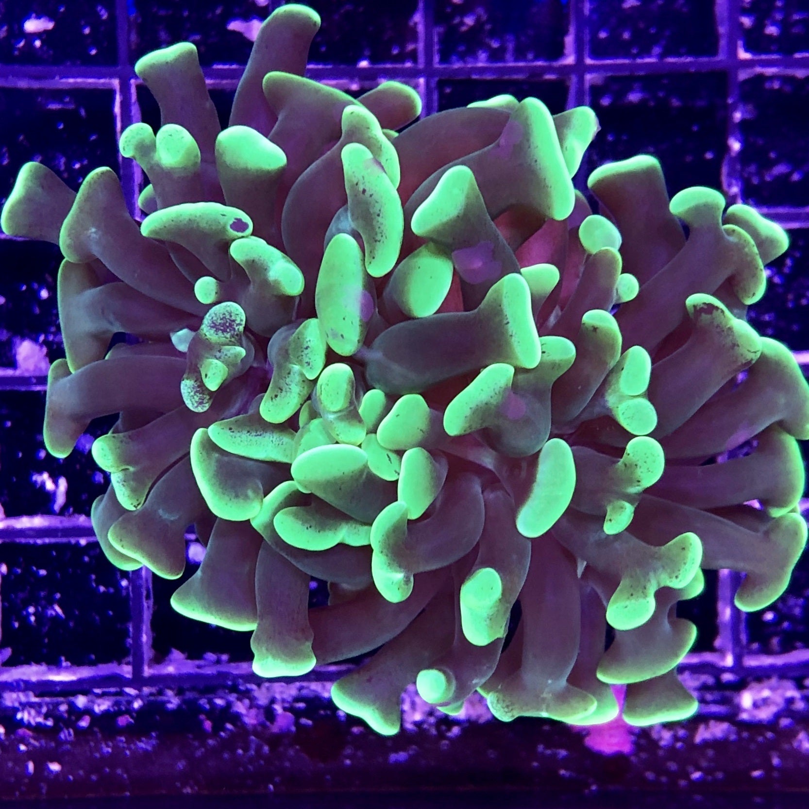 Hammer - Toxic Green Branching