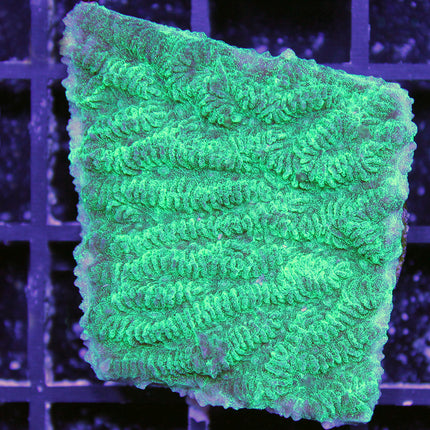 Merulina/Ruffled Coral