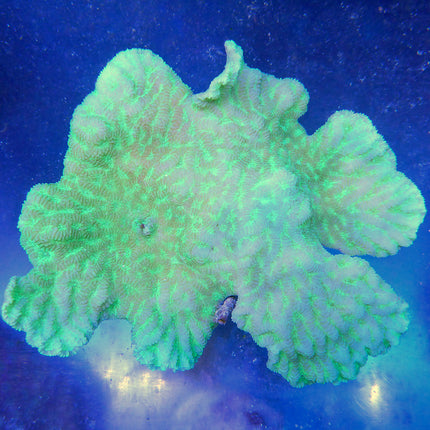 Merulina/Ruffled Coral