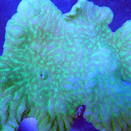 Merulina/Ruffled Coral