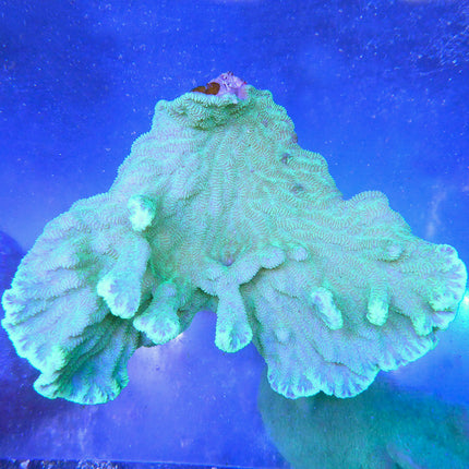 Merulina/Ruffled Coral