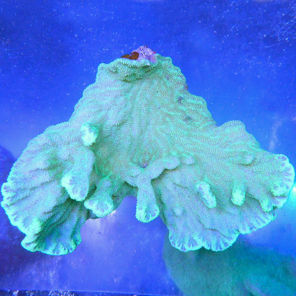 Merulina/Ruffled Coral