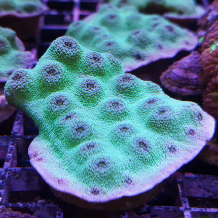 Montastrea Coral