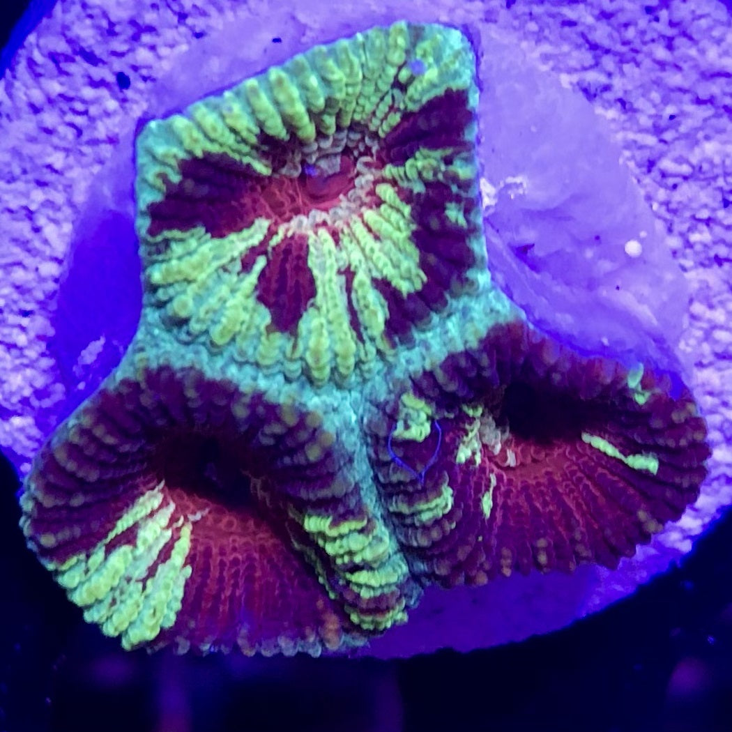 Moon - Favia Coral - Common