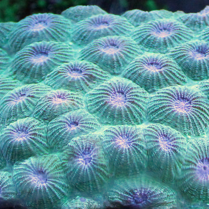 Moon - Favia Coral - Common