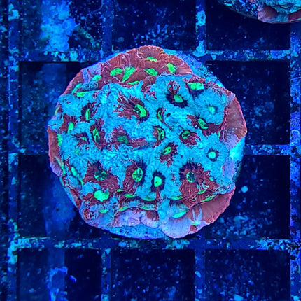 War Coral