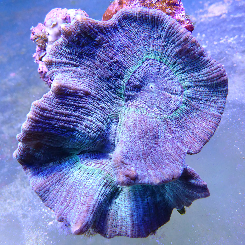 Oulophyllia/Grooved Brain Coral