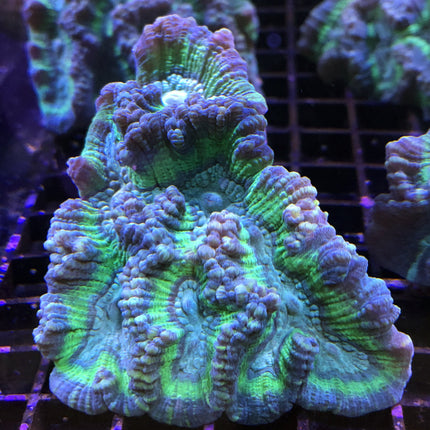 Oulophyllia/Grooved Brain Coral