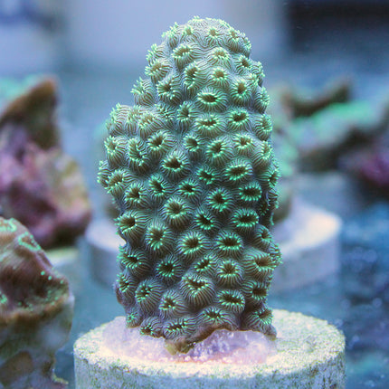 Pavona Coral