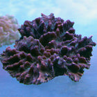 Buy Pectinia/Spiny Cup Coral (Australia) at www.jlaquatics.com