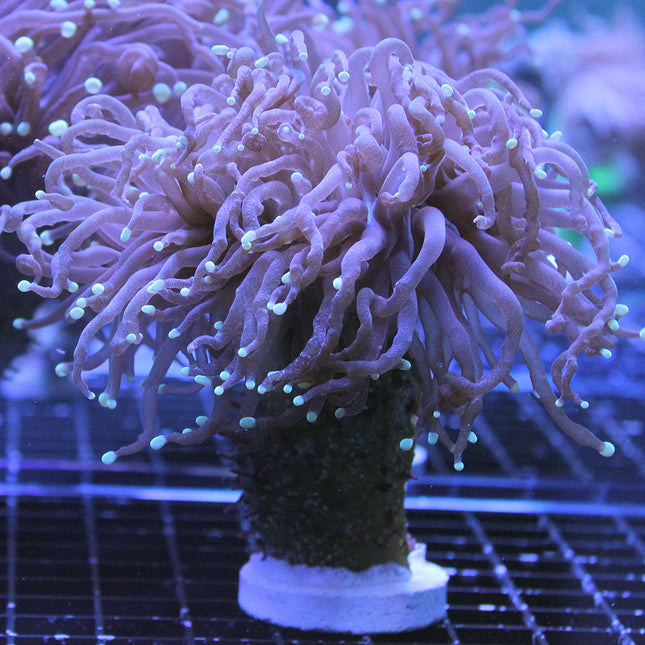 Torch Coral - Gold