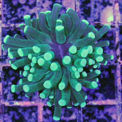 Buy Torch Coral - Green in Canada Euphyllia Glabrescens - J&L Aquatcs