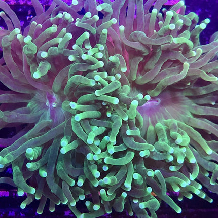 Torch Coral - Green