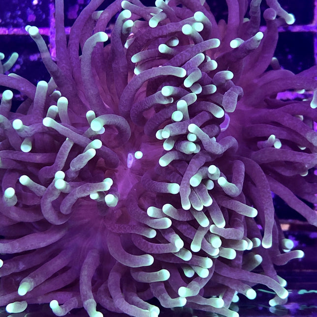 Torch Coral - Common