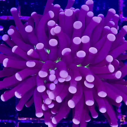 Torch Coral - Common