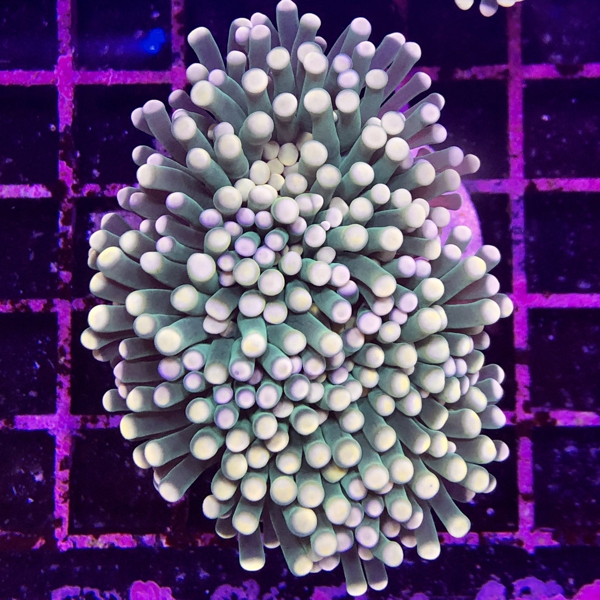 Torch Coral - Common