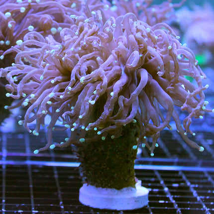 Torch Coral - Common