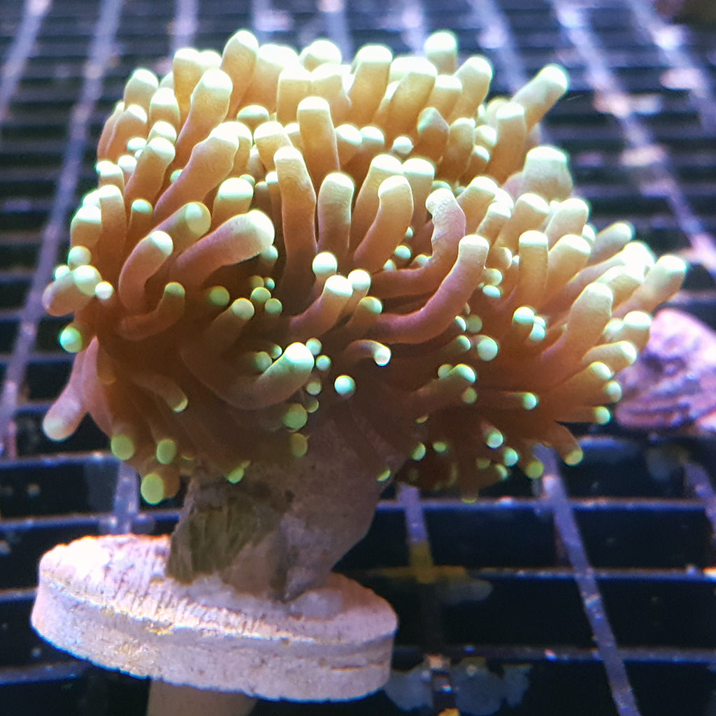 Torch Coral - Common
