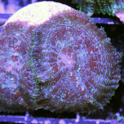 Bullseye Mushroom - Tonga Blue