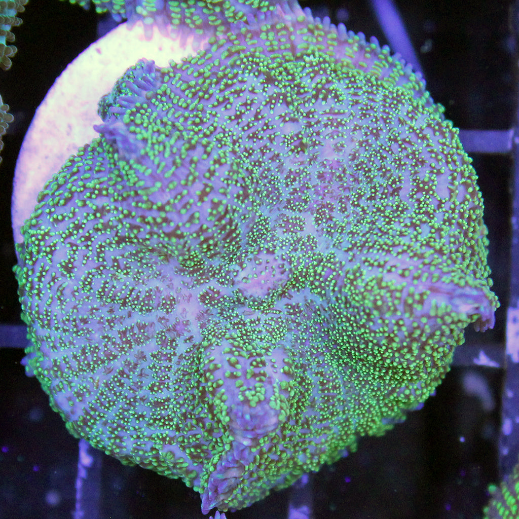 Electric Green Mushroom