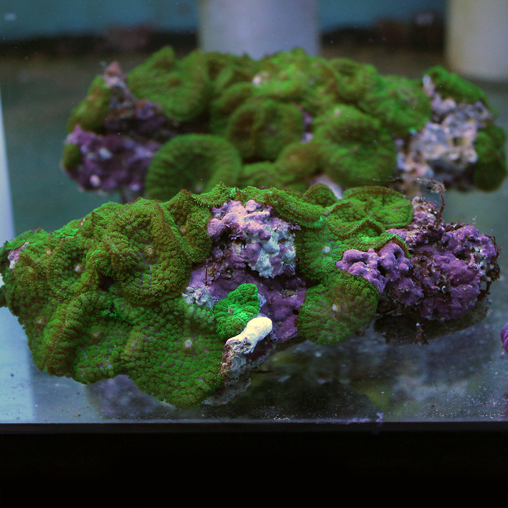 Furry Green/Purple Mushroom | JLAquatics Canada – J&L Aquatics Ltd.