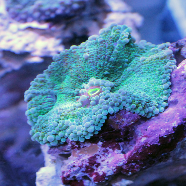 Yuma Mushroom - Green/Purple