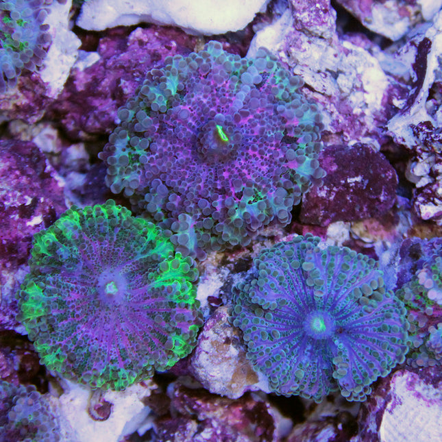 Yuma Mushroom - Green/Purple