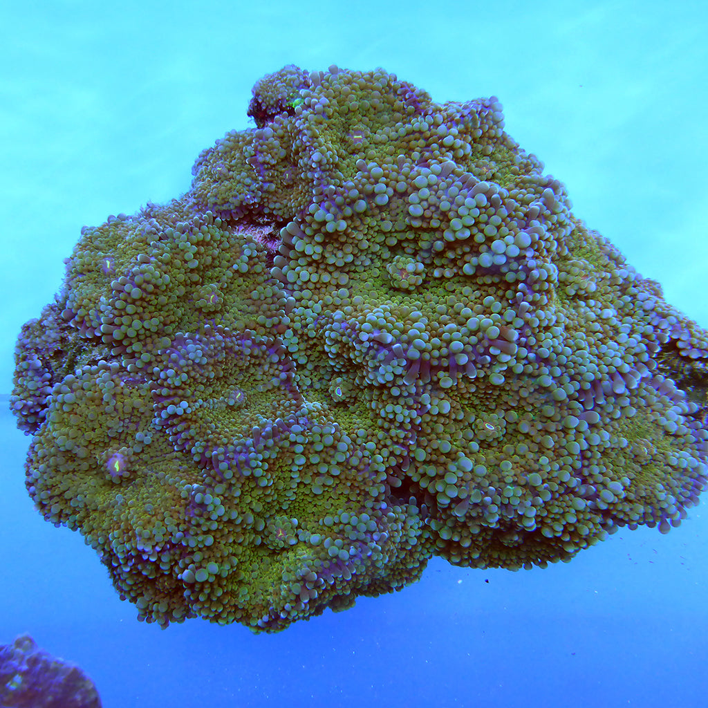 Yuma Mushroom - Green/Purple