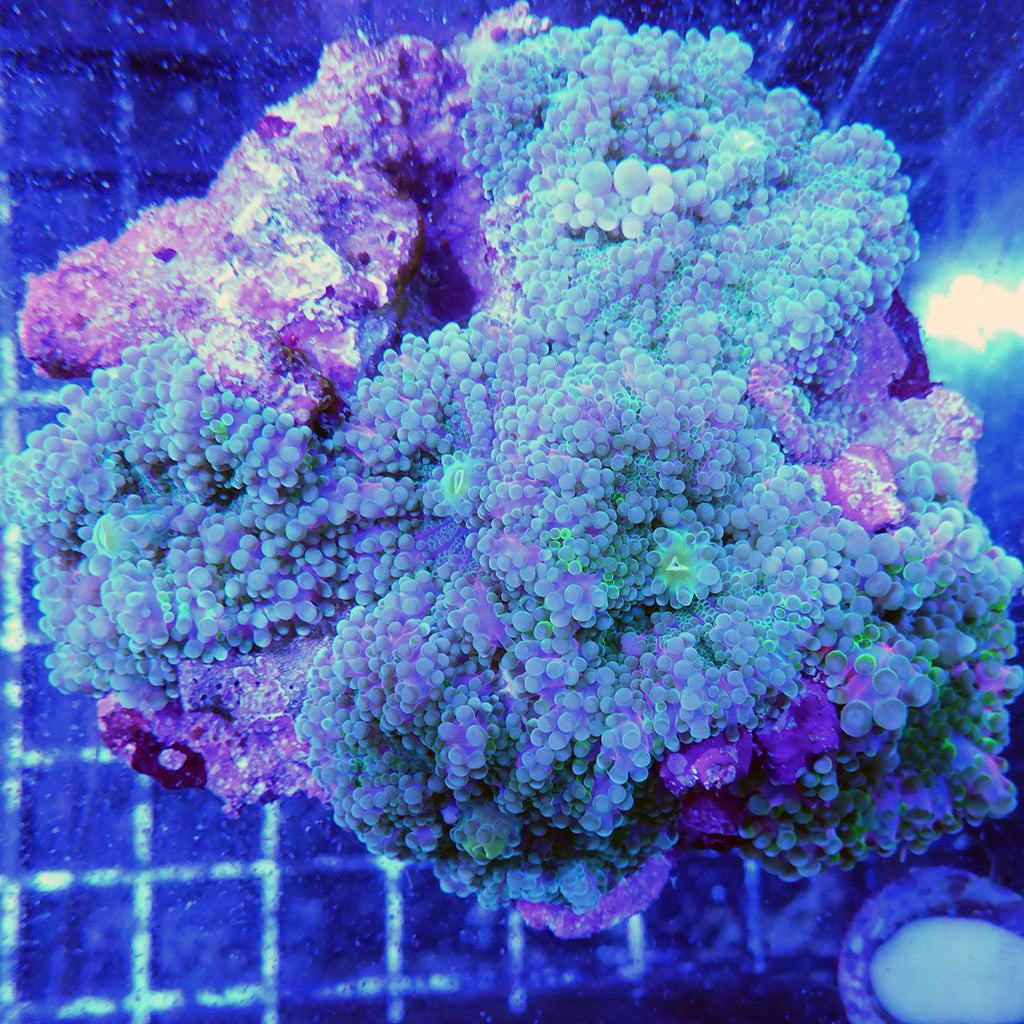 Yuma Mushroom - Green/Purple | JLAquatics Canada – J&L Aquatics Ltd.