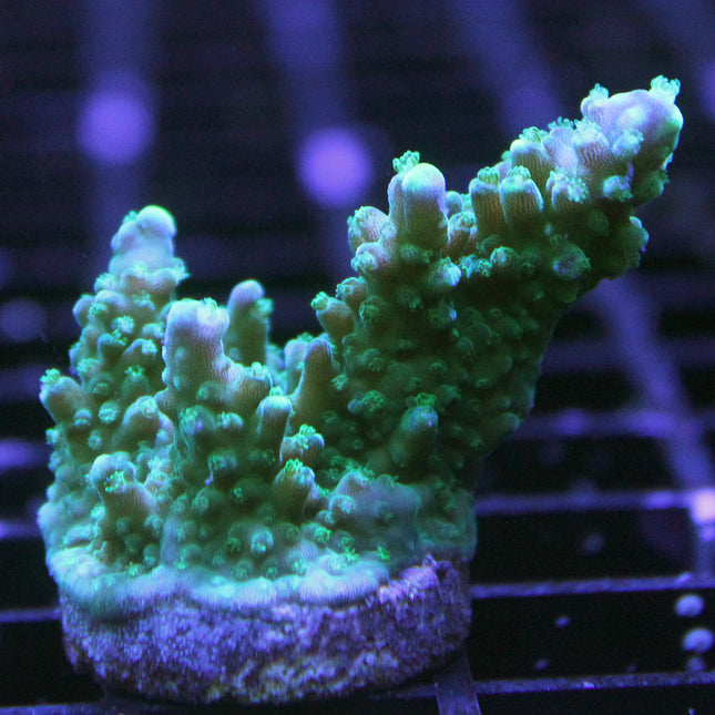 Acropora - Assorted B Grade