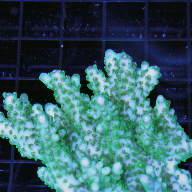 Acropora - Assorted B Grade