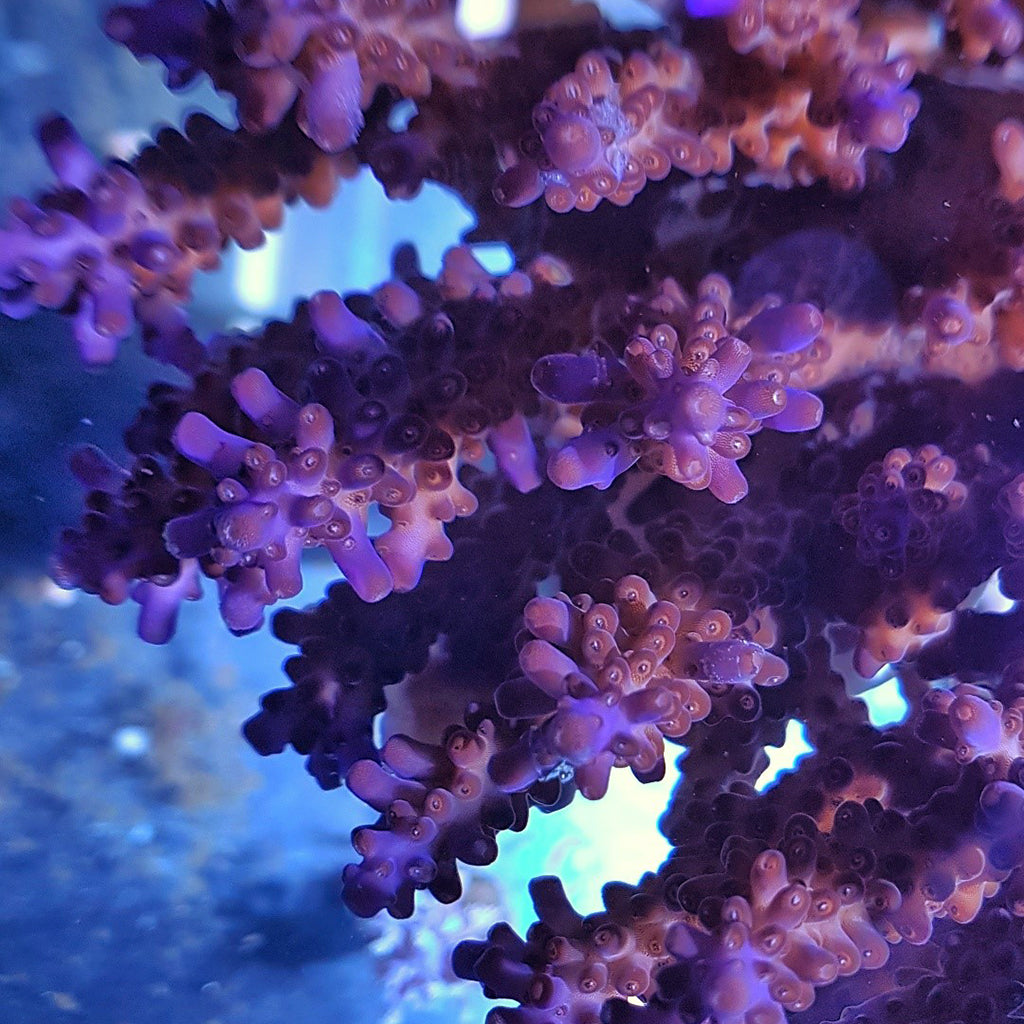 Acropora - Assorted B Grade
