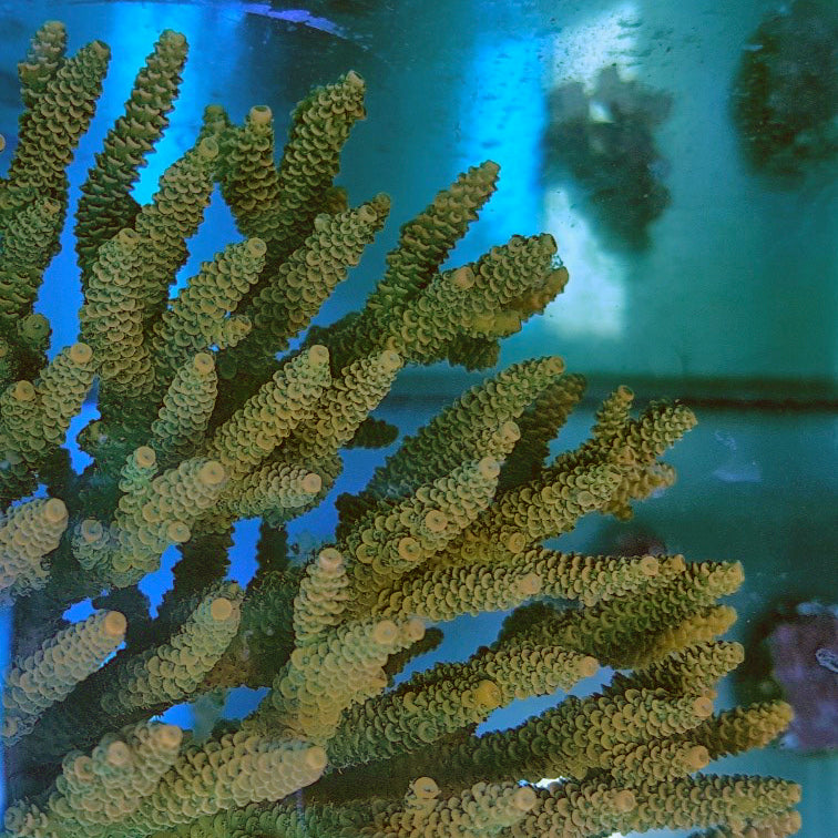 Acropora - Assorted B Grade
