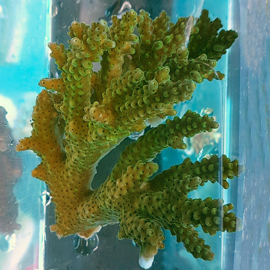 Acropora - Assorted B Grade