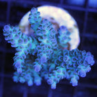 Acropora - Assorted A Grade