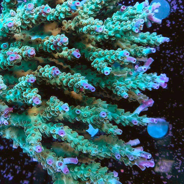 Acropora - Assorted A Grade