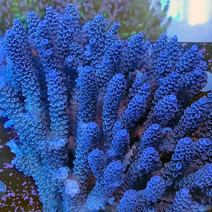 Acropora - Assorted A Grade