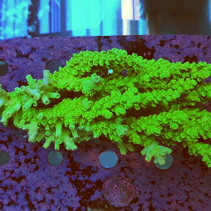 Acropora - Assorted A Grade