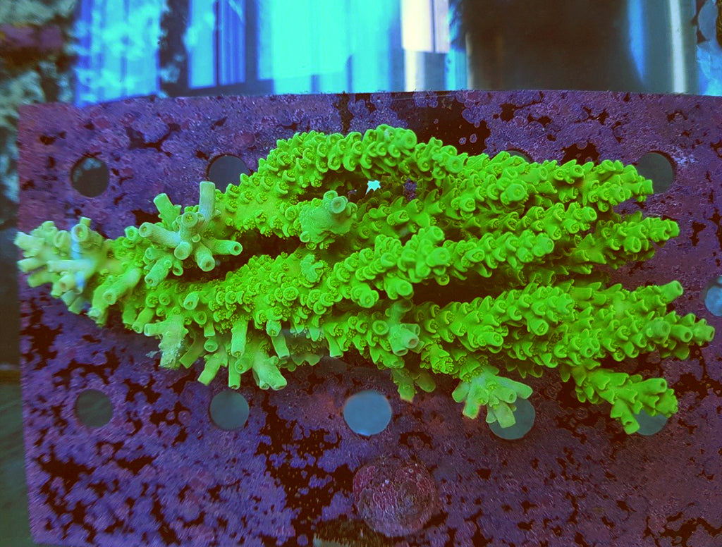 Acropora - Assorted A Grade