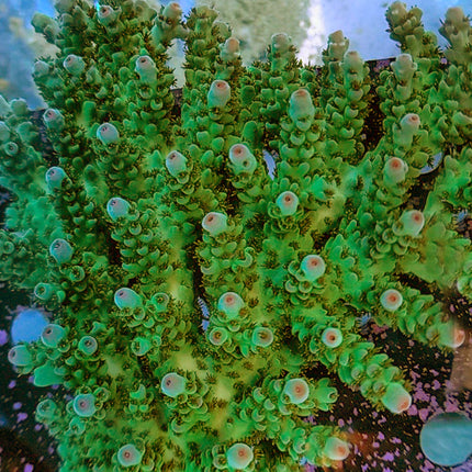 Acropora - Assorted A Grade